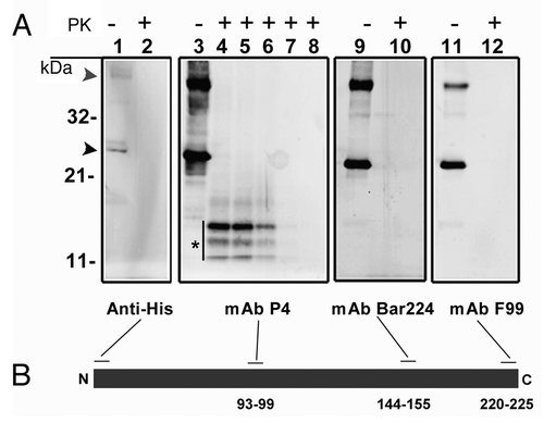 Figure 1. (A) western blot analysis of recombinant ovine PrP (rPrP), derived from bacterial inclusion bodies, with regard to proteinase sensitivity. A panel of four mAbs was used to map the N- and C-terminal ends (Anti-His and F99 respectively), the central (P4) and globular (BAR 224) domains. As shown in lanes 1, 3, 9 and 11, which were not treated with proteinase K, rPrP was detected by all mAbs with prominent dimeric (gray arrowhead) and monomeric (black arrowhead) forms. In lanes 2, 4, 10 and 12, samples were treated with proteinase K (5 µg/ml) at 22°C for 30 sec, which resulted in complete loss of signal from all mAbs except P4 which revealed a distinct triplet of bands (*), in the range of 11–14 kDa. In lanes 5, 6, 7 and 8 Proteinase K digestion continued for 1, 2, 5 and 10 min respectively. A rapid decline of signal was evident with no signal left after 10 min of Proteinase K treatment. (B) Schematic representation of rPrP with binding-sites for mAbs. Numbers refer to mAb epitopes in ovine PrP.