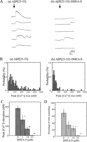 Figure 4 Effects of DHEA-S on AβP-induced [Ca2+]i increase. A. Responses to AβP with or without DHEA-S pretreatment. After a 20-min incubation period at 37 °C with (b) or without (a) DHEA-S (10 μM), cultured hippocampal neurons (35 DIV) were exposed to 20 μM AβP[25–35]. Five typical traces of temporal changes in [Ca2+]i 2 min before and 5 min after the exposure in the same view field are shown. B. Frequency histograms of extent of [Ca2+]i increase with or without DHEA-S pretreatment. The vertical axes represent the percentage of neurons responding to AβP, and the horizontal axes represent the amplitude of the peak [Ca2+]i increase (bin = 20 nM). C. Dose-dependent effects of DHEA-S pretreatment on average [Ca2+]i increase. After a 20-min incubation period at 37 °C with various DHEA-S concentrations, the average increase in [Ca2+]i within 5 min of exposure to 20 μM AβP[25–35] was determined in hippocampal neurons cultured for 35 DIV from histograms in (B). As a control, the same DMSO concentration (0.5%) was added to the cultured neurons by the same protocol. Data are expressed as mean ± SEM, n = 250. * p < 0.05, ** p < 0.001. D. Effects of DHEA-S pretreatment on percentage of cells responding to AβP. The percentage of neurons responding to AβP[25–35] under the same conditions as those in (A) after pretreatment with various DHEA-S concentrations is analyzed from histograms in (B). Data are expressed as mean ± SEM, n = 5, * p < 0.05.