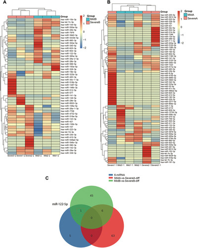 Figure 3 Screening and functional analysis of myelosuppression-related exosomal miR-122-5p. (A) Small RNA sequencing was performed to detect levels of exosomal miRNAs in colorectal cancer patients with mild and severe myelosuppression after chemotherapy. (B) Small RNA sequencing was performed to detect levels of exosomal miRNAs in colorectal cancer patients with mild and severe myelosuppression before chemotherapy. (C) A Venn diagram was built to screen differentially expressed exosomal miRNAs.