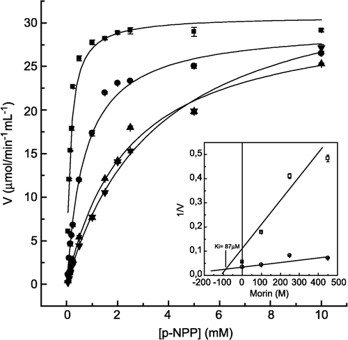 Figure 3 Inhibition of p-NPP hydrolysis by morin. The enzyme activity was determined as described in Materials and methods by varying the concentrations of p-NPP as substrate, in the absence (▪) and in the presence of 100 (•), 250 (▴) and 400 μM (▾) morin. Inset. Dixon plot for the determination of the Ki value for morin. Bars represent the s.e. of triplicate determinations.