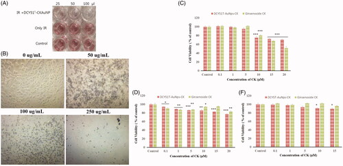 Figure 9. Antiproliferative activity (MTT assay) (A) of DCY51T-AuCkNPs on the cancer cell lines with and without treatment (B). Cytotoxicity of DCY51T-AuCKNps and ginsenoside CK after 48 h of incubation. (A) Macrophage cell line RAW264.7. (B) Lung cancer cell line A549. (C) Colon cancer cell line HT29. Results are presented as means ± SDs.