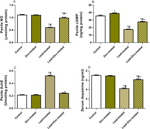 Figure 2. The effect of zinc on serum nitric oxide, NO (A), penile cGMP (B), penile acetyl cholinesterase, AchE (C), and serum dopamine (D) in lead-treated male Wistar rats. Values are mean ± SEM of 5 replicates. Data were analyzed by one-way ANOVA followed by Tukey's post hoc test. *P < 0.05 vs. control, #P < 0.05 vs. zinc-treated, ∼P < 0.05 vs. lead-treated.