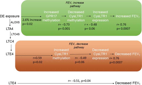 Figure 3. Biological pathways linking DE exposure to acute FEV1 changes through methylation and expression changes on CysLTR1-related genes