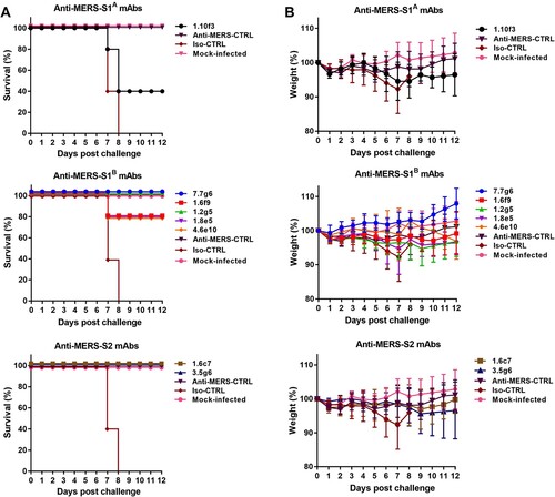 Figure 5. Human anti-MERS-S mAbs protect mice against lethal MERS-CoV challenge. (A–B) Fifty microgram of antibody (equivalent to 1.8 mg mAb/kg body weight) was infused intraperitoneally in K18-hDPP4-transgenic mice 6 h before challenge with 5 × 103 pfu/mice of MERS-CoV. Five mice per group were used in the experiment. Survival rates (A) and weight loss (B) (expressed as a percentage of the initial weight) was monitored daily until 12 days post-inoculation.