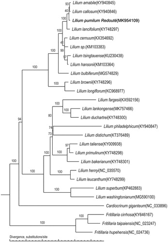 Figure 1. A phylogenetic tree of the Lilium species based on the completed chloroplast genomes of 23 Lilium species and four outgroup species. We downloaded all the other sequences from NCBI GenBank.
