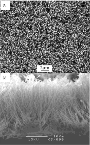 Figure 29. SEM images of a Cu(OH)2 nanoribbon array. (a) Top view. (b) Side view Citation54.