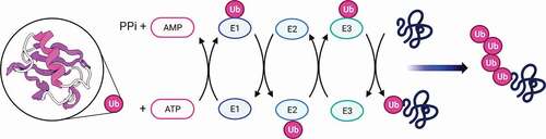 Figure 1. Ubiquitination cascade: An E1 ubiquitin activating enzyme binds ubiquitin (Ub) that is transferred to E2 ubiquitin-conjugating enzyme. Subsequently, E3 ubiquitin ligase recruits the target protein and mediates the transition of ubiquitin to the protein