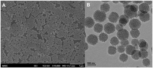 Figure 3 (A) Scanning electron microscopy and (B) transmission electron microscopy images of multi-dye theranostic silica nanoparticles.