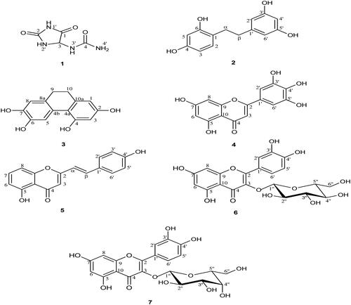 Figure 1. The structures of compounds isolated from D. bulbifera bulbils (1: Allantoin; 2: 2,4,3′,5′-Tetrahydroxybibenzyl; 3: 2,4,6,7-Tetrahydroxy-9,10-dihydrophenanthrene; 4: Myricetin; 5: 5,7,4′-Trihydroxy-2-styrylchromone; 6: Quercetin-3-O-β-d-glucopyranoside; 7: Quercetin-3-O-β-d-galactopyranoside).