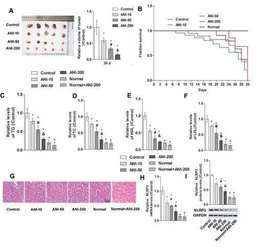 Figure 1 ANI hindered the development of HCC xenografts and the expression of NLRP3 in mice. HepG2 cells (1.5 × 107) were subcutaneously injected into BALB/C nude mice. Then, the subcutaneous tumor inoculated subcutaneously in nude mice to construct HCC xenografts. The mice were randomly divided into six groups (n = 5): Control group, ANI-10 group, ANI-50 group and ANI-200 group, normal group and normal+ANI-200 group. (A) The volume of tumors. (B) Survival curve. (C–F) The levels of TG, TC, HDL and LDL. (*p < 0.05 vs Control group, #p < 0.05 vs ANI-10 group, &p < 0.05 vs ANI-50 group) (G) Pathological damage of the liver is detected by H&E staining. (H) The mRNA level of NLRP3 was measured by RT-qPCR. (*p < 0.05 vs control group, #p < 0.05 vs ANI-10 group, & p < 0.05 vs ANI-50 group) I. The protein level of NLRP3 was measured by Western blotting. (*p < 0.05 vs control group, #p < 0.05 vs ANI-10 group, &p < 0.05 vs ANI-50 group).