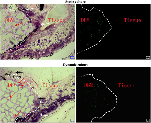 Figure 8. HE staining and fluorescent imaging of OECs-DBM scaffold slice under static culture and dynamic culture. Dot line represents verge of scaffold, red arrow represents OECs lumps, white arrow represents inflammatory cells, black arrow represents microvessels from recipient. Scale bar: 200 μm.
