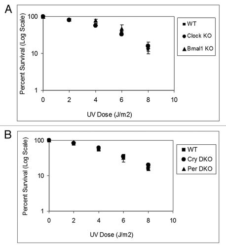 Figure 1. Mouse cells deficient in clock genes are not sensitive to UV irradiation. Cells were plated at a low density, allowed to attach and then UV irradiated; after colony formation, cells were stained with Giemsa, and percent survival was determined as described in the text. Each data point represents the average of at least three independent experiments and bars signify the standard deviation. (A) Positive arm of the transcription-translational feedback loop (TTFL). Mouse embryonic fibroblasts were derived from mice with the following genotypes: wild-type (squares), Clock−/− (circles) and Bma1l−/− (triangles). (B) Negative arm of the TTFL. Mouse skin fibroblasts were derived from mice with the following genotypes: wild-type (squares), Cry1−/−Cry2−/− (circles) and Per1−/−Per2−/− (triangles).