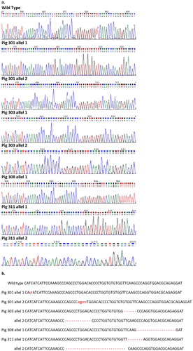 Figure 2. Sequencing of UL16-binding protein 1 gene locus of targeted pigs using CRISPR-Cas9 technology. a Direct sequencing of PCR products from +/+ ULBP1, and −/− ULBP1 pig alleles separated by cloning. b List of mutations. The inverted or inserted bases are marked in lower case Bars indicate deletion of bases.