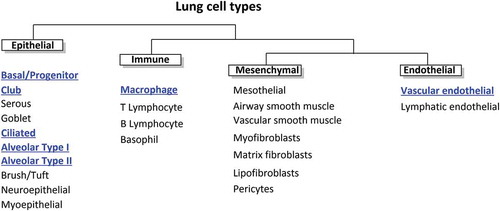Figure 2. The different cell types of the lungs. Cells with significant xenobiotic metabolizing capacity are highlighted in blue