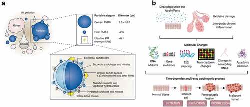 Figure 1. Air pollution components (a) (reproduced from Marris et al. (Citation2020) under creative commons CC by license), and their potential mechanisms of carcinogenesis (b) (reproduced from Turner et al. (Citation2020), copyright (2023), with permission from John Wiley and sons).