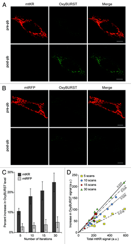 Figure 1. Photo-bleaching mtKR produces ROS in the mitochondria in a dose-dependent manner. Representative images of HeLa cells transfected with mtKR (A) or mtRFP (B) and incubated with 10 µM OxyBURST® Green H2DCFDA for 15 min prior to irradiating the cells with 561 nm laser light for 30 iterations at 100% output. Images were acquired before (pre-pb) and after photo-bleaching (post-pb) the cells. Scale bar: 10 µm. (C) The mtKR- and mtRFP-expressing cells were incubated with 10 µM OxyBURST and were irradiated with 561 nm laser light for 5, 10, 15 or 30 iterations. Pre-pb and post-pb images were acquired using an open pinhole. The OxyBURST fluorescent signals in the pre-pb and post-pb images were measured with the image-processing software Volocity® and the average percentage increase in OxyBURST fluorescence signal was quantified from three independent experiments (n = 10). (D) HeLa cells expressing mtKR were incubated with 10 µM OxyBURST and irradiated with 561 nm laser light for 5, 10, 15 or 30 iterations (n = 9). The increase in total OxyBURST signal after the photo-bleach was plotted against the corresponding total mtKR fluorescence signal of the cell. Linear regression lines calculated with a zero-intercept are shown with the data points.