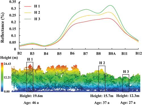 Figure 7. Sentinel-2 spectral curves and normalized LiDAR point cloud heights for trees of different ages.