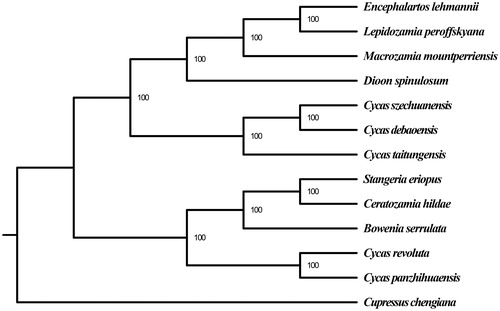 Figure1. ML phylogenetic tree based on the complete chloroplast genome sequences of C. szechuanensis and other 12 species. Numbers in the nodes are the bootstrap values from 100 replicates. Their accession numbers are as follows: Encephalartos lehmannii: NC_027514.1, Lepidozamia peroffskyana: NC_027513.1, Macrozamia mountperriensis: NC_027511.1; Dioon spinulosum: NC_027512.1; C. debaoensis: KM459003.1; C. taitungensis: NC_009618.1; Stangeria eriopus: NC_026041.1; Ceratozamia hildae: NC_026037.1; Bowenia serrulata: NC_026036.1; C. revoluta: NC_020319.1; C. panzhihuaensis: NC_031413.1; Cupressus chengiana: NC_034788.1.