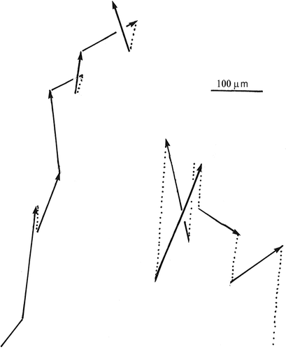 Figure 9.  Jumps (solid lines) and sinking (dotted lines) for a cell with a high jumping frequency (left) and for a cell with a low jumping frequency (right).