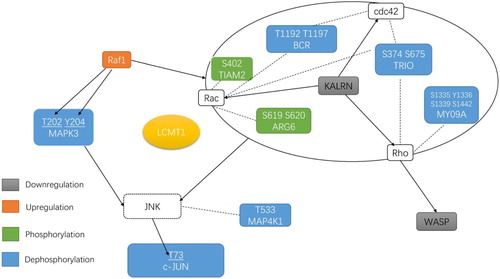 Figure 6. Overview of LCMT1 overexpression-specific regulated proteins under H2O2 treatment that are linked directly or indirectly to MAPK3 regulation and Rho signal transduction. These differentially expressed and phosphorylated proteins were from V-H/L-H. The colored symbol above each expression of protein and phosphosite indicated whether it was up- or downregulated. Proteins not identified in this study but representing crucial parts of the signaling pathway were shown in white with dotted outlines. The arrow indicated the direction of regulation between proteins.