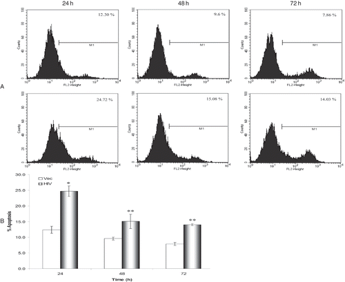 Figure 2. Tubular cell expression of HIV-1 promotes apoptosis. Equal numbers of tubular cells were transduced with either HIV-1 or vector alone. After 24, 48, and 72 hours of transduction, cells were stained with annexin-V and then studied for apoptosis by flow cytometry. Vector and HIV-1 expressing HK-2 cells were gated for GFP positive cells. (A) Annexin V-stained cells; marker M1 indicates apoptosed cells. (B) Cumulative data showing percentage of apoptosed cells. Results (means ± SD) are from three sets of experiments each carried out in triplicate. *p < 0.001 compared with respective vectors; **p < 0.05 compared with respective vectors.