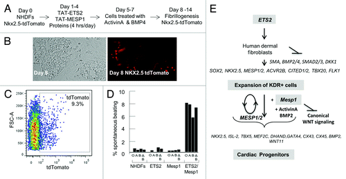 Figure 2. MESP1 and ETS2 reprogram human dermal fibroblasts into cardiac progenitor cells. (A) A reprogramming protocol using purified TAT-ETS2 and TAT-MESP1 to transduce NHDFs. (B) Within 8 d after the beginning of combined ETS2 and MESP1 protein treatment, NKX2.5-tdTomato+ cells appeared in colonies of cellular aggregates. Magnification, 10 × . (C) FACS analysis revealed a conversion of about 9% of the NHDFs that were tdTomato+. (D) Percentages of spontaneously beating cells after Dox-induced conversion of NHDFs by ETS2 and MESP1 in the absence (O) and presence of Activin A (A) and BMP2 (B). (E) Model for reprogramming of human fibroblasts into cardiac progenitors induced by overexpression of ETS2 and MESP1 or treatment with purified proteins, as supported by data from our study.