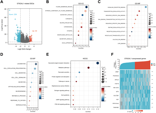 Figure 4 The ST6GAL1-related differential expression genes (DEGs) and functional enrichment analysis in HCC. (A) Volcano plot of ST6GAL1 related DEGs; (B–E) The GO-CC (B), GO-MF (C), GO-BP (D), and KEGG (E) enrichment analysis of ST6GAL1 related DEGs; (F) The expression heatmap of the ST6GAL1-related DEGs.
