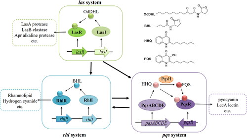 Figure 1. The main three QS signalling networks in P. aeruginosa.