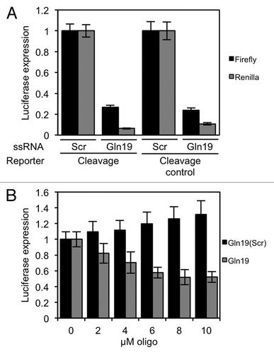 Figure 4. Gln19 can repress translation of Renilla and firefly luciferases that do not contain complementary target sites. (A) HeLa cells were transfected with a reporter plasmid, and 19-base single-stranded RNA molecules containing either the tRF(Gln) sequence or a scrambled sequence. The firefly gene contained no target sites, and the Renilla gene contained either three perfect Gln target sites or mutated control versions of the same, as indicated. The expression of Renilla and firefly luciferases were measured separately. (B) In vitro translation reactions were performed with the indicated concentrations of Gln19 or Gln19(Scr) present in the reaction. The messenger did not contain any Gln19 target sites. Results shown are the mean of three independent experiments, and error bars represent standard deviations.