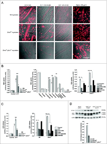 Figure 8. eATP induces P2RX7-mediated LP formation and autophagy in dystrophic myotubes. (A) EtBr fluorescence in Wt, Dmdmdx, and Dmdmdx p2rx7−/− myotubes following 30 min exposure to 3 mM eATP with and without preincubation with the autophagy inhibitor 3-MA (5 mM) or with the HSP90 inhibitor geldanamycin (GA, 75 nM). Note the absence of response in Dmdmdx p2rx7−/− myotubes lacking P2RX7. Digitonin (50 μg/ml) represents permeabilized positive controls. (B) Summary data representing EtBr uptake in Wt and Dmdmdx myotubes shown in (A). eATP-dependent increases in EtBr fluorescence were observed in both Wt and Dmdmdx myotubes with Dmdmdx displaying significantly higher uptake relative to Wt cells. In both Wt and Dmdmdx myotubes, preincubation with P2RX7 antagonist A438079 (100 μM), 3-MA (5 mM) or GA (75 nM) produced significant reductions in eATP-induced EtBr fluorescence. Three-MA alone blocked EtBr background signal in unstimulated cells. (C) Summary data of differences in LDH release from Wt, Dmdmdx and Dmdmdx p2rx7−/− myoblasts following 30 min exposure to 3 mM eATP, and Wt and Dmdmdx in the absence or presence of autophagy and P2RX7 inhibitors (3-MA [5 mM] and A804598 [100 nM], respectively). (D) Representative western blots showing P2RX7 and LC3-II levels in Wt, Dmdmdx and Dmdmdx p2rx7−/− double-mutant myotubes incubated for 30 min with 1 mM BzATP. Graph depicts fold change in LC3-II levels in Dmdmdx and Dmdmdx p2rx7−/− myotubes compared to Wt myotubes following 30 min exposure to 1 mM BzATP. Means +/− SE, n = 5, P < 0 .05*, 0.001** and 0.0001***.