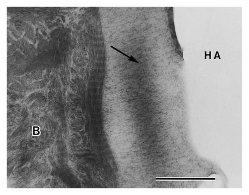 Figure 6. TEM micrograph of an HA particle after 4 weeks in rats. Precipitates are forming perpendicular to the crystal surface indicated by an arrow. Scale bar is 0.5 μm. Reproduced with permission from reference Citation71.
