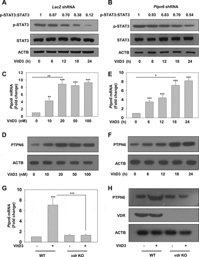 Figure 5. The VitD3-VDR pathway modulates PTPN6 activity and expression. (A and B) Immunoblot analysis of STAT3 and phosphorylated STAT3 (p-STAT3) levels in control (LacZ shRNA) and PTPN6 loss of function (Ptpn6 shRNA) mBMDMs treated with or without VitD3. (C and D) PTPN6/Ptpn6 expression in mBMDMs treated with different concentrations of VitD3 analyzed by qRT-PCR (C) and immunoblotting (D). (E and F) Time kinetics of PTPN6/Ptpn6 expression in mBMDMs treated with 20 nM of VitD3 analyzed by qRT-PCR (E) and immunoblotting (F). (G and H) PTPN6/Ptpn6 expression in control or vdr KO mBMDMs treated with or without VitD3 analyzed by qRT-PCR (G) and immunoblotting (H). Data are representative and mean ± SD from three independent experiments. *p < 0.05, **p < 0.01, ***p < 0.001 compared to control or as indicated