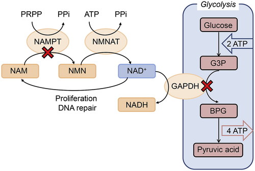 Figure 19. Model of NAD-enzymatic deactivation of PAM treated cells. NMNAT enzyme deactivated and accumulated PRPP. ATP and NAD+ synthesis downregulated and a key GAPDH enzyme deactivated. Metabolism in down-flow from G3P to BPG in glycolysis was deactivated with intermediate accumulation [Citation170] NAM: nicotinamide; NAMPT: nicotinamide phosphoribosyltransferase; NMN: nicotinamide mononucleotide; NMNAT: nicotinamide mononucleotide adenylyltransferease; G3P: glyceraldehyde 3-phosphate; BGP: 1,3-bisphosphoglycerate. (Reprinted from Arch Biochem Biophys 662, 83 (2019).).