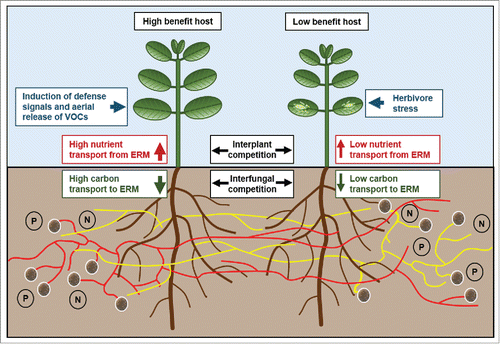 Figure 1. Function of common mycorrhizal networks (CMNs) in soil ecosystems. The roots of plants are connected by CMNs of single or multiple arbuscular mycorrhizal (AM) fungal morphospecies. Plants compete with their carbon resources for nutrients that become available for their CMNs. Plants can differ in their carbon transport to the CMNs and can represent low or high benefit hosts for the AM fungus. Low benefit host plants within a CMN could be for example seedlings that compete with adult plants, or adult plants that transfer less carbon to the CMN due to shading or herbivore damage. AM fungi can discriminate between low and high quality host plants and preferentially transfer resources to high quality hosts what can contribute to the inequalities among plants that have been observed in studies with CMNs. In addition, CMNs can serve as a conduit for the transfer of warning signals or of allelochemicals between plants within one CMN. Warning signals that are formed by donor plants for example in response to herbivore stress can lead in receiver plants to an induction of defense reactions and the release of volatile organic compounds from the leaves (VOCs). Directed transport of allelochemicals to specific plants via CMNs can facilitate the interplant competition and suppress the growth of plant competitors. Fungal CMNs compete for soil nutrients and compete with these nutrients for carbon resources from the different host plants within their CMN.