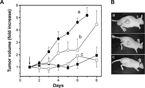 Figure 9 Growth of tumors in nude mice.Notes: (A) On day 0, PS formulations were injected via tail vein; and on day 1, PDT was done. PBS (•), PS (○), DPN (■), and ADPN (□). (B) Representative animals from each group were photographed on day 8. PBS (a), PS (b), and DPN/ADPN (c). Animals treated with DPN or ADPN had nearly identical tumor volume. Animals that received PS or DPN or ADPN treatment but were not exposed to light have shown increase in tumor volume similar to PBS treatment.Abbreviations: PBS, phosphate-buffered saline; PS, 5,10,15,20-tetrakis (4-hydroxyphenyl)-21H,23H-porphine; PAMAM, poly(amidoamine); DPN, PAMAM-(PS)-Ni-NTA; ADPN, DPN with affinity.