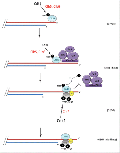 Figure 6. Model showing the mechanism of sequential phosphorylations of Cdc13 and Stn1 during cell cycle progression and their role in telomere elongation. S-phase cyclins Clb5/6 initiate Cdk1-dependent phosphorylation of Cdc13 at T308 which promotes the recruitment of Cdc13 and thereby Est1 to telomere, leading to telomere elongation. This is subsequently followed by the sequential phosphorylation of Stn1 at sites T223 and S250 by Cdk1, facilitated by Clb2. The phosphorylation of Cdc13 during G2/M is potentially antagonized in vivo, by phosphatase, perhaps Cdc14, which is involved in dephosphorylating Cdk1 targets (indicated by blue “??”). Thus, the ordered phosphorylation of CST components by different cyclin-Cdk1 complexes, perhaps in combination with phosphatases, regulates telomerase-extendable and CST-unextendable states of the telomere.