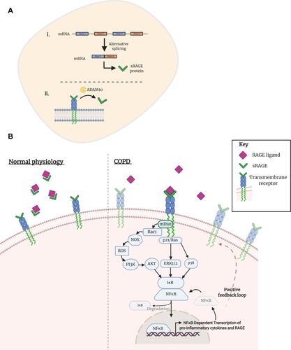 Figure 2 Activation of transmembrane RAGE in COPD. (A) The soluble isoform of receptor for advanced glycation endproducts (sRAGE) can arise from (i) alternative mRNA splicing or (ii) through ADAM10-mediated proteolytic cleavage of the transmembrane isoform. (B) Under normal physiological conditions, sRAGE performs as a decoy receptor; ligands of RAGE preferentially bind to the soluble isoform, creating a complex that is then degraded. Studies in the context of COPD have shown an enhanced expression of transmembrane RAGE and its ligands, as well as a decreased concentration of sRAGE. Consequently, RAGE ligands are able to bind to their cognate receptor, initiating a downstream pathway that eventuates in an inflammatory response. Dia-1, a Rho effector protein, is bound to the C-terminal of RAGE and is responsible for activation of a Rho-like small GTPase: Rac1. NADPH oxidases (NOXes) signal through Rac1 to generate downstream reactive oxygen species (ROS). ROS are an intracellular signaling intermediate, which increase tyrosine kinase activity and initiate the PI3K/Akt pathway. Activation of Akt promotes the nuclear translocation of NFkB and subsequent transcription of several genes, including pro-inflammatory cytokines TNF-ɑ and interleukin- (IL-) 1, 2, 6, 8 and 12. Alternative pathways of NFkB initiation are achieved through p21/Ras-ERK1/2 or p38 activation. A positive feedback loop is initiated by the NFkB transcription of RAGE.