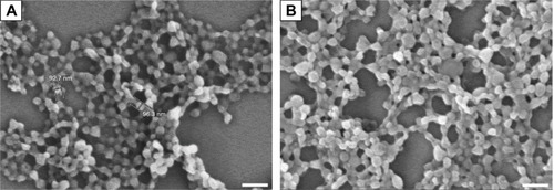 Figure 2 SEM images of (A) PLGA (OVA) NPs and (B) PEI-coated PLGA (OVA) NPs.Note: Scale bar 300 nm.Abbreviations: SEM, scanning electron microscopy; PLGA, poly(d,l-lactide-co-glycolide); OVA, ovalbumin; PEI, polyethylenimine; NPs, nanoparticles.