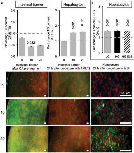 Figure 8. Caco-2/HT29-MTX intestinal barriers pre-treated with oleic acid (OA) in co-culture induce TG accumulation in AML12 hepatocytes. (a) Intestinal barriers were pre-treated with either 10 or 20 μM OA during 2 h then OA was removed by replacing media and intestinal barrier 96-wells inserts were loaded onto AML12 hepatocytes during 24 h in HG media. TG accumulation was assessed using AdipoRed fluorescent intensities normalized to time of pre-treated intestinal barrier before loading onto AML12 cells in either Caco-2/HT29-MTX (T0) or 24 h after co-culture (A) and AML12 cells. Corresponding images are presented as merged AdipoRed (green)/Hoechst 33258 (red) images at magnification x4 (96-wells inserts) or x20 (AML12). Dot line at 1 represents the value for control at T = 0. (b) AML12 sensing of intestinal barriers pre-treated with OA (10 µM) in co-culture media containing either low (LG) or high glucose (HG) with or without insulin (INS 0,05 mU/mL) after 24 h. Data are presented as mean values ± SEM (n = 8) with significant Student t-test p-values <0.05 compared to T0.