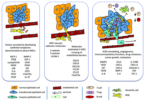 Figure 1. MSCs in tumor pathogenesis. Initial systemic factors released by tumor cells or by the disrupted surrounding tissues cause MSC mobilization and recruitment into tumors; MSCs cross vessel walls and home into cancers. MSC-derived trophic factors, including growth factors, chemokines and cytokines influence cancer cell phenotypes. The crosstalk between MSCs and cancer cells fosters remodeling of the tumor microenvironment and impacts other stromal cell types, including immune cells, enhances angiogenesis and/or permeabilization of the vasculature, causes cancer cell growth, local invasion and metastasis. Systemic factors derived from these interactions may influence distal sites/tissues, including secondary colonization sites.
