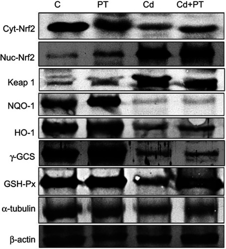 Figure 4 Effect of piceatannol treatment on Western blotting results of cytosolic Nrf2, nuclear Nrf2, Keap1, NQO1, HO1, γGCS, and GPx in the testes of control and cadmium-treated rats.