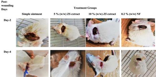 Figure 1 Wound contraction progress in simple ointment, 5% w/w and 10% (w/w) ZS extract ointments, and 0.2% w/w NF treated groups across post-wounding days in excision model.