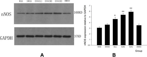 Figure 4 Expression levels of nNOS receptors were detected by Western blot. (A) Effect of EVO on protein levels of nNOS in the colon for all six groups. (B) Summarized results of the expression levels of nNOS receptors. *P<0.05 vs DMSO group; **P<0.01 vs DMSO group; N=3/group.