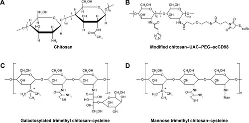 Figure 2 Chitosan-based nanoparticle delivery systems for siRNA delivery in IBD treatment.Notes: Chemical structures of chitosan (A) and chitosan-based delivery systems (B–D).Abbreviations: IBD, inflammatory bowel disease; PEG, polyethylene glycol; ScCD98, single-chain CD98; siRNA, short interfering RNA; UAC, urocanic acid.