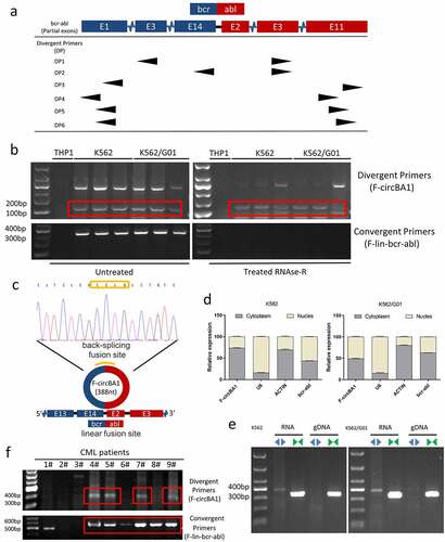 Figure 1. Identification and characterization of F-circBA1 in chronic myeloid leukemia. (a) Schematic representation of the position of the six divergent primer pairs on BCR-ABL. (b) PCR analysis of RNAs in leukemic cells harboring a BCR-ABL translocation (K562 and K562/G01) or other translocations (THP-1) for the identification of F-circBA1. Divergent primers were used to scout F-circBA1 and convergent primers are used to detect bcr-abl. RNAse R treatments were used to detect the stability of the product. (c) The sequence and reverse splicing site of F-circBA1 were verified via Sanger sequencing. (d) The expression levels of F-circBA1, BCR-ABL mRNA, U6 (Nuclear Control), and ACTIN (Cytoplasm Control) in the cytoplasm and nucleus of K562 and K562/G01 cells were analyzed using qRT-PCR. (e) F-circBA1 and BCR-ABL were amplified via PCR at RNA and gDNA levels with divergent and convergent primers, respectively. (f) The presence of F-circBA1 in patients with CML was detected via PCR