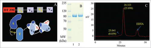Figure 1. Schematic description and characterization of the EGFR- and EGFRvIII-specific bivalent recombinant immunotoxin, DT390-BiscFv806. 1A shows the linear sequence (upper panel) and cartoon structure (lower panel) of DT390-BiscFv806. 1B and IC show the SDS-PAGE gel electrophoresis and HPLC analysis of DT390-BiscFv806, respectively. The loading volume of DT390-BiscFv806 was 6 µl (0.768 µg) and 90 µl (11.52 µg) for gel electrophoresis and HPLC analysis, respectively. Lanes 1 and 2 on the SDS-PAGE gel in 1B are DT390-BiscFv806 with different preparations and having different purity. The product in lane 1 was used in the present studies. Superdex 200 size-exclusion column analysis showed a major and a minor peak at the elution times of 28.323 min and 25.041 min, representing the purified and the aggregated product, respectively (1C). The third peak appeared in the HPLC profile was used as a reference, which was confirmed to be due to the EDTA added in the sample buffer in our previous studies. Both SDS-PAGE electrophoresis and HPLC analysis indicate a high purity of the final product.