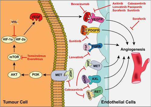 Figure 1 Mechanism of action of TKIs used in metastatic RCC. Kinases regulating angiogenesis are frequently overexpressed in RCC, culminating in increased tumour vascular supply. VHL inactivation leads to overexpression of pro-angiogenic factors including VEGF via increased HIFα expression. HIFα is also upregulated via PI3K/mTOR signalling. VEGF binds to VEGFR1/2/3 on endothelial cell surfaces, promoting angiogenesis. Additional cell surface receptors regulating angiogenesis include PDGFR (platelet-derived growth factor receptor), FGFR (fibroblast growth factor receptor), tyrosine-protein kinase MET (hepatocyte growth factor receptor), AXL oncogene (tyrosine-protein kinase receptor UFO) and proto-oncogene tyrosine-protein kinase receptor RET. A range of TKIs have been developed targeting various aspects of these signalling pathways. Adapted by permission from Springer Nature © (2017). Posadas EM, Limvorasak S, Figlin RA. Targeted therapies for renal cell carcinoma. Nat Rev Nephrol. 2017;13(8):496–511.Citation13