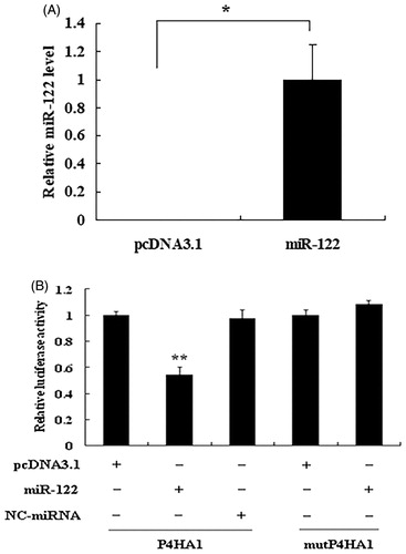 Figure 4. miR-122 directly targets the 3′ UTR of chicken P4HA1 mRNA. (A) Overexpression of miR-122 in CHO cells. After CHO cells were transfected with control vector pcDNA3.1 or miR-122 overexpression vector pcDNA3.1/miR-122, the expression levels of miR-122 were detected by real-time qRT-PCR and normalised to 18S rRNA. (B) Target validation. CHO cells were cotransfected with pMIR-P4HA1 (Firefly luciferase) and pcDNA3.1 or pcDNA3.1/miR-122 or pcDNA3.1/NC-miRNA. The binding site-mutated vector pMIR-mutP4HA1 (Firefly luciferase) was cotransfected with pcDNA3.1 or pcDNA3.1/miR-122. pRL-CMV (Renilla luciferase) was used as an internal control. Relative luciferase activity was determined by Firefly luciferase activity normalised to Renilla luciferase activity. Data are the means ± SEM of at least 3 independent experiments performed in triplicate and analysed by student’s t-test or ANOVA. *p<.05; **p<.01.
