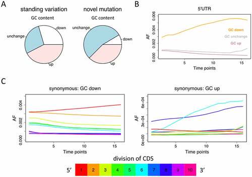 Figure 4. Mutations that decrease or increase the GC content. (a) The percentages of mutations that increase, decrease, or do not change the GC content. (b) For the standing variations in 5ʹUTRs, the ones that decrease GC content (orange) are increasing their AF along time. (c) For synonymous mutations among the standing variations, only the ones located in the 5-prime of CDS have the same pattern as 5ʹUTR mutations (where decreasing GC is favourable and increasing GC is unfavourable). Because synonymous mutations in the gene body are also affected by codon usage bias, only the most 5-prime part could be used to analyse RNA structure.