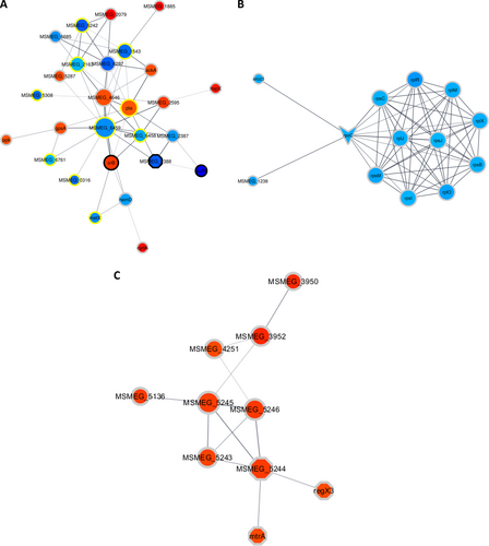 Fig. 4 Clusters of associated proteins found to have significant differences in abundances as a result of DETA-NO pre-exposure (as determined by String-db)Clusters were determined by the EAGLE algorithm using ClusterVis via Cytoscape. The shape of the nodes denotes if a protein is a known drug target or virulence factor. Octagons represent known virulence factors, arrowheads represent known drug targets, and ellipses represent proteins that are not known to be either. The color of the nodes denotes the protein expression relative to the previous time point on a gradient of dark blue to deep red, with dark blue indicating the relatively lowest expression and deep red indicating the relatively highest expression. The color of the ring surrounding the nodes denotes when the protein showed differential expression, with black rings indicating that in both comparisons (T1 and T3) the protein showed altered expression, the yellow rings indicate altered expression in only the first comparison (T1), and the gray rings indicate altered expression in only the second comparison (T3). a shows proteins associated with carbohydrate metabolism involving pathways such as glycolysis/gluconeogenesis and the citrate cycle. b shows ribosomal proteins and some proteins associated with gene expression, most of which are downregulated. c shows the DosR regulon proteins